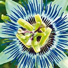 Passion Flower Patio Plants Passion Flower Plants