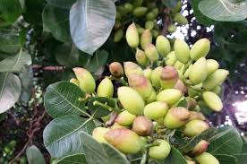 Download in under 30 seconds. Pistachio Tree Diseases And Pests Wikifarmer