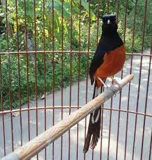 Assalammualaikum Selamat Datang Di Blog Resmi Kacer Co Id Disini Kami Akan Berbagi Informasi Tentang Ciri Burung Murai Batu Bahorok Beser Murai Burung Asing