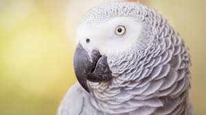 They are hardy, intelligent but generally quiet and tame compared to most other talking parrots. Top 3 Best Talking Parrots