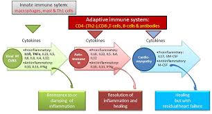 Many people who get myocarditis are otherwise. Frontiers Cardio Immunology Of Myocarditis Focus On Immune Mechanisms And Treatment Options Cardiovascular Medicine