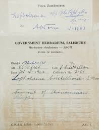 Image result for Lopholaena brickellioides