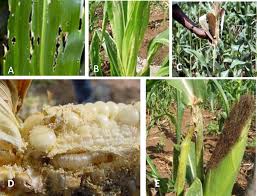 Start studying insect corn pests. 4 4 1 Spotted Stemborer Chilo Partellus Swinhoe 1885 Risk Atlas For Africa