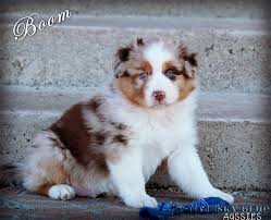 australian shepherd colors aussie color chart and dog food