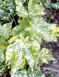 Image result for Abutilon sp.no.2