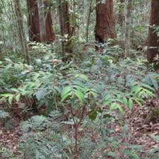 Image result for Psydrax richardsiae