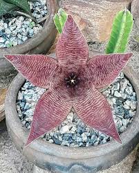 Stapelia Grandiflora Kaktus