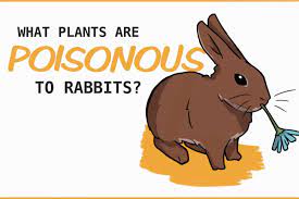What flowers are edible for rabbits. 20 Plants That Are Poisonous To Rabbits