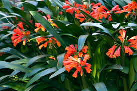 I even included a few hummingbird flowers that only grow in western north america. Best Pot Plants For Sun And Shade Burke S Backyard
