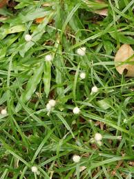 Image result for Kyllinga odorata