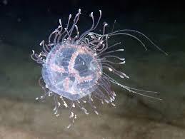 Image result for Olinia vanguerioides