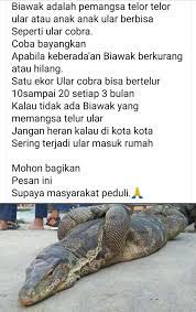 Dr Tony Sukentro Spb Sils Di Babe Biawak Hewan Kota