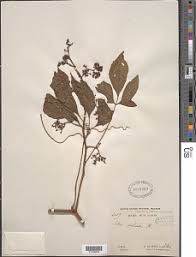 Image result for Cissus humbertii