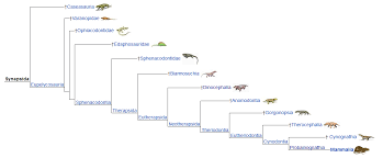 Image result for Paratheria