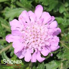 Image result for Scabiosa columbaria