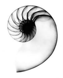 The ratio of successive phalangeal bones of the digits and the metacarpal bone has been said to approximate the golden ratio. Pin On Nature