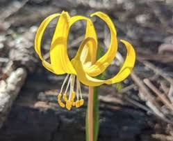 Hours may change under current circumstances Lily Colorado S Wildflowers