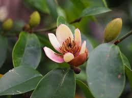 Image result for Magnoliaceae