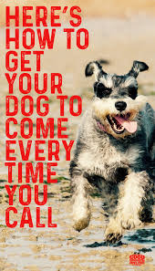 How To Train Your Dog To Come Every Time Good Doggies Online Good Doggies Online Dog Training Obedience Dog Training