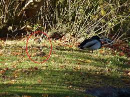 Das wichtigste ist erst einmal ihren zugang herauszufinden und diesen zu. Rattenspuren Im Freiland Nds Landesamt Fur Verbraucherschutz Und Lebensmittelsicherheit