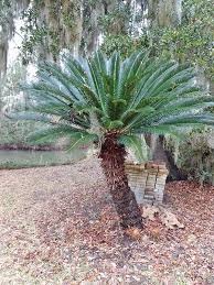 Therefore, the best prevention for sago palm poisoning is to never use this particular plant in your indoor bonsai arrangements or outdoor landscaping. Dog Owners Be Aware Stay Clear Of Poisonous Sago Palm Bluffton Sun