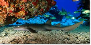 Zabargad island is also known as st. Rocky Zabargad St Johns De Greenforce Diving