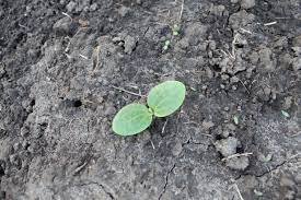 The folate in winter squash also helps to protect against birth defects, while summer squash, like zucchini. Zucchini Sprouts Everything Is Homemade