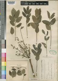 Image result for Ekebergia benguelensis