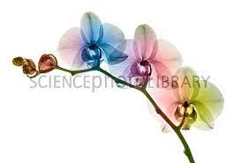 C0129251 Orchid Flowers 2c X Ray Spl Xray Flower 3d Flower Tattoos Flowers