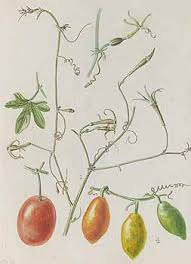 Image result for Trochomeria debilis