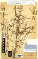 Image result for Hyparrhenia welwitschii