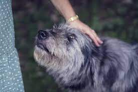 Can You Cut A Female Dog S Pee Hair Explained Born For Pets