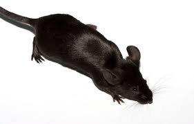 Fancy Mouse Black Fancy Mouse Fancy Mouse Pets Animals