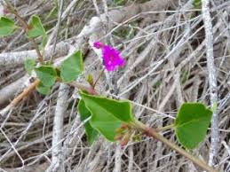 Image result for Commicarpus