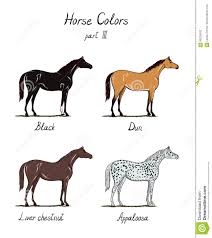 Types Horses Stock Illustrations 15 Types Horses Stock