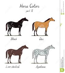 types horses stock illustrations 15 types horses stock