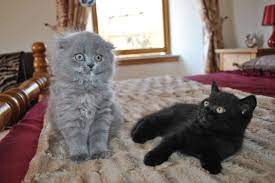 Explore 63 listings for black kitten for free at best prices. Free Kittens For Sale Uk Kitten