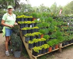 Garden Center Displays Google Search Garden Center Displays Garden Projects Plants
