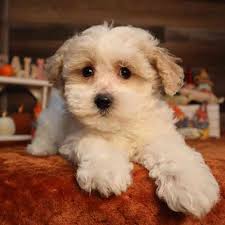 Maltese Bijon Puppy Maltese Bichon Mix Puppies 11+ Thousand Maltese Poodle  Royalty