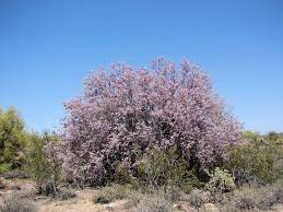 Check spelling or type a new query. Flowering Beauty Photos Of Desert Ironwood Trees Ironwood Tree Water Wise Plants Desert Trees