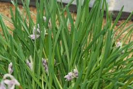 Image result for Asparagus natalensis