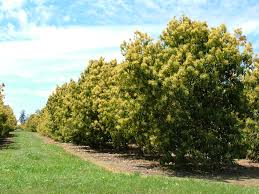 We sell extensive varieties of avocados, citrus & exotic fruit like dragon fruit. Avocados In Western Australia Overview Agriculture And Food