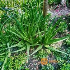 Daun lidah buaya dapat menghasilkan gel yang mengandung vitamin a, c, e, dan b12. Masker Softies Dewasa Bandung Jualo