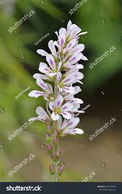 Image result for Melianthaceae