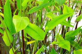 Image result for Thalia geniculata