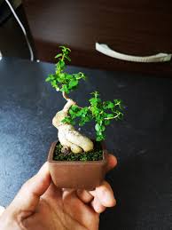 When the trunk reaches the desired thickness, the sacrifice branch is cut off. Mini Premna Bonsai Thick Trunk From Taiwan Furniture Home Living Gardening Plants Seeds On Carousell