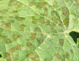 Image result for mildew on cucumbers