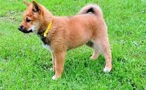 Take a look at our shiba inu puppies for sale & adopt your own today! Shiba Inu Puppies For Sale Dayton Oh 135193 Petzlover
