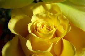 صورة وردة صفراء حلوة Yellow 4k Rose Wallpaper صور ورد وزهور Rose