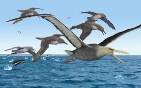 Flying bird transparent images (1,792). Antarctic Fossils From 80s May Belong To The Largest Flying Bird Ever
